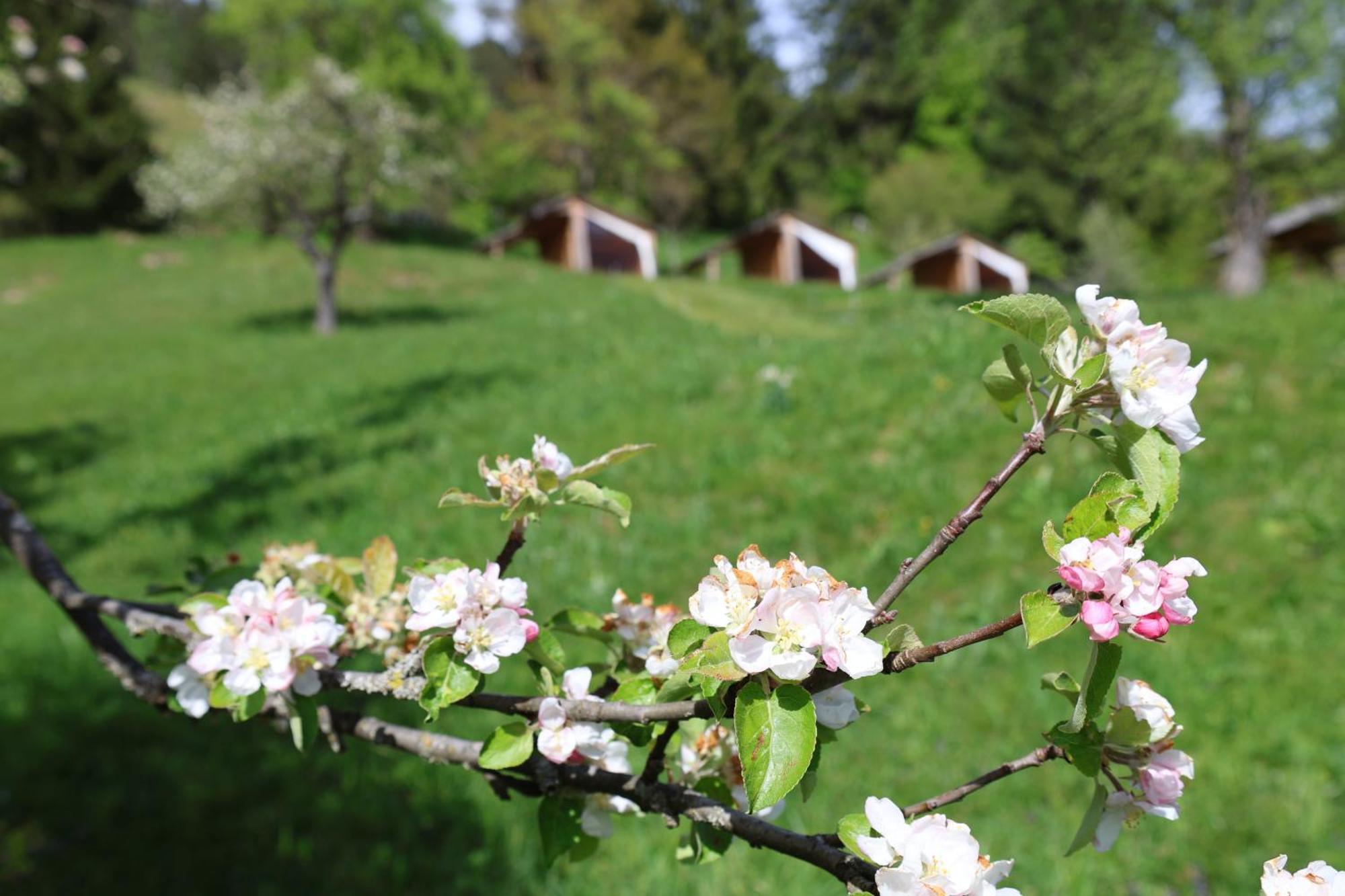 Mountain View Glamping Villa Dovje Exterior foto